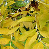 Fraxinus excelsior - Ash