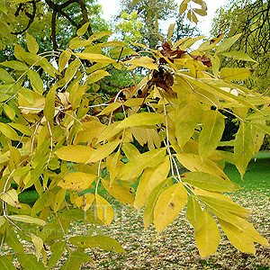 Fraxinus excelsior (Ash)