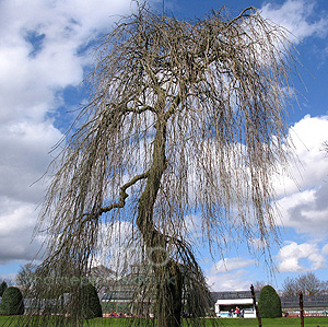 Fraxinus excelsior - 'Pendula' (Weeping Ash)