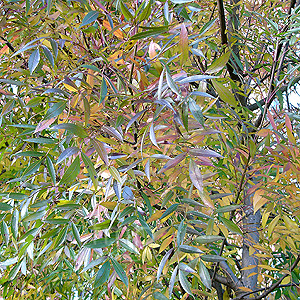 Fraxinus angustifolia - 'Raywood' (Ash)