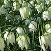 Fritillaria meleagris - Alba