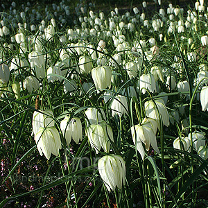 Fritillaria meleagris - Alba