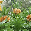 Fritillaria imperialis - Crown Imperial