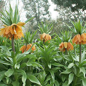 Fritillaria imperialis (Crown Imperial)