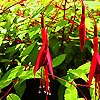 Fuchsia magellanica - Aurea - Ladys Eardrops