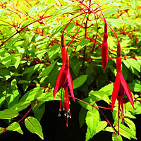 Fuchsia magellanica - 'Aurea' (Lady's Eardrops)
