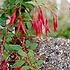 Fuchsia megellanica - Mrs popple - Ladies Eardrops
