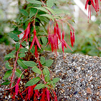 Fuchsia megellanica - 'Mrs popple' (Ladies Eardrops)