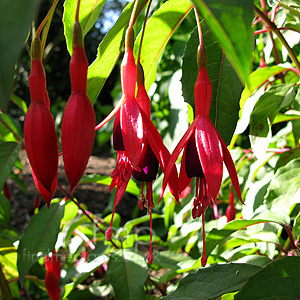 Fuchsia - 'Abundance' (Fuchsia)