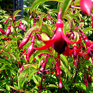 Fuchsia - 'Dying Embers'