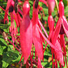 Fuchsia megellanica - Mrs popple - Ladies Eardrops, Fuchsia