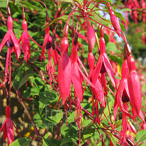 Fuchsia megellanica - 'Mrs popple' (Ladies Eardrops, Fuchsia)