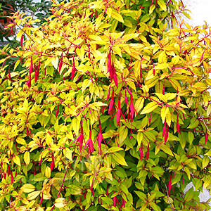 Fuchsia magellanica - 'Aurea' (Lady's Eardrops, Golden Fuchsia)