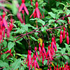 Fuchsia magellanica - Thompsonii