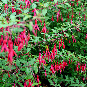 Fuchsia magellanica - Thompsonii