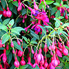 Fuchsia - Tom Thumb - Fuchsia