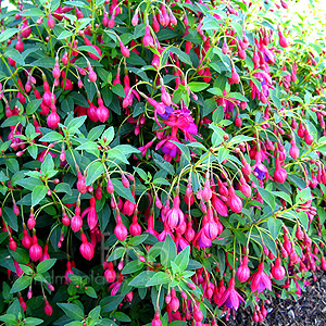 Fuchsia - 'Tom Thumb' (Fuchsia)