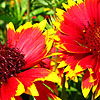 Gaillardia - Solar Flare - Blanket Flower