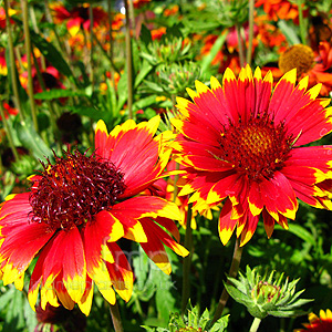 Gaillardia - 'Solar Flare' (Blanket Flower)