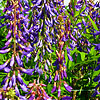 Galega orientalis - Goats Rue, Galega