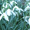 Galanthus nivalis - Snow Drop, Galianthus