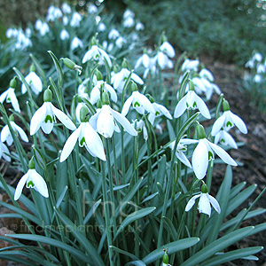 Galanthus nivalis (Snow Drop, Galianthus)