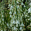 Galtonia candicans - summer Hyacinth, Spire Lily