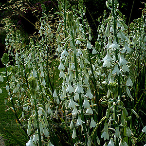 Galtonia candicans (Summer Hyacinth, Spire Lily)