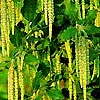 Garrya elliptica - click for full details