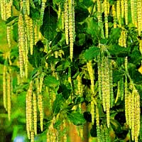 Garrya elliptica - 'James Roof' (Silk Tassle Bush)