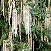 Garrya elliptica - James Roof - Silk Tassle Bush