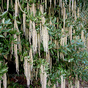 Garrya elliptica - 'James Roof' (Silk Tassle Bush)