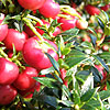 Gaultheria micronata - Crimsonia