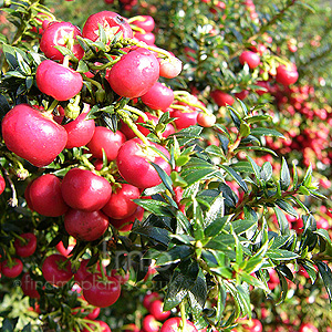 Gaultheria micronata - 'Crimsonia'