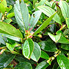 Gaultheria hookeri