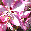 Gaura lindheimeri - Rosy Jane - Gaura, Wandflower