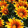 Gazania - Tiger Stripes - Gazania