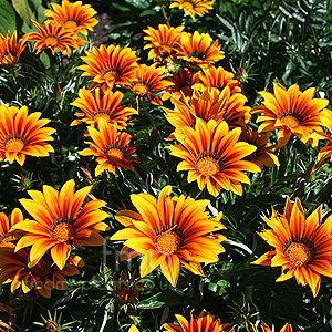 Gazania - 'Tiger Stripes' (Gazania)