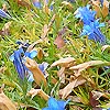 Gentiana X stevenagensis - Strathmore - Gentian