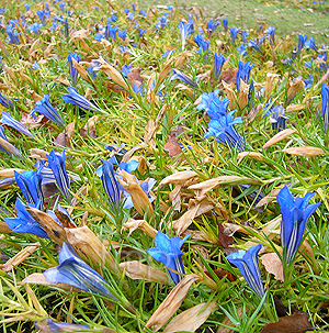 Gentiana X stevenagensis - 'Strathmore' (Gentian)