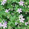 Geranium asphodeloides - Cranesbill