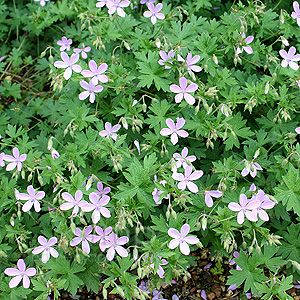 Geranium asphodeloides (Cranesbill)