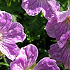 Geranium sanguineum - Canon Miles