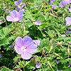 Geranium himalayense - Cranesbill