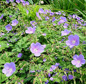 Geranium himalayense (Cranesbill)