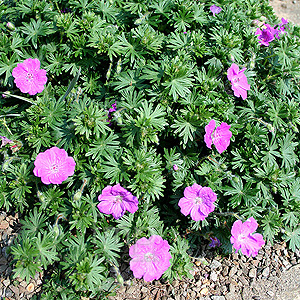 Geranium incanum