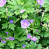 Geranium - Johnsons Blue