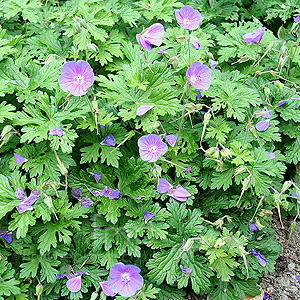 Geranium - 'Johnsons Blue'