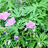 Geranium clarkei - Kashmir Blue - Cranesbill