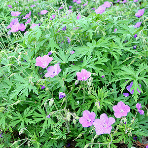 Geranium clarkei - 'Kashmir Blue' (Cranesbill)